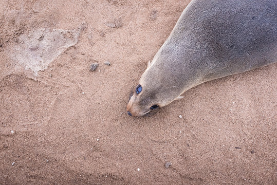 Cape Fur Seal