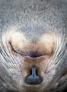 Cape Fur Seal