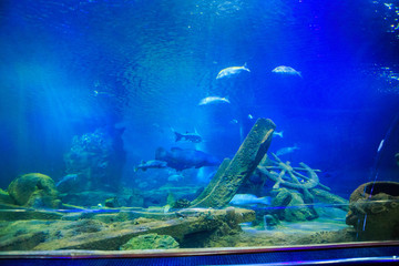 Fototapeta na wymiar Fishes around Steering-Wheel in Oceanarium from Tourist Tube