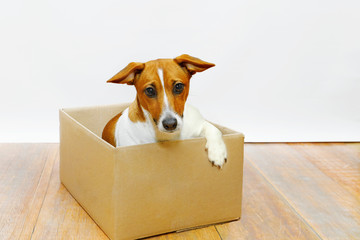 Sadness dog sit in the cardboard box.