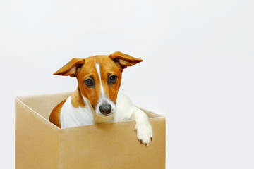 Sadness dog sit in the cardboard box.