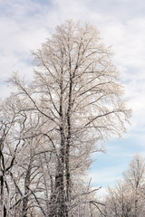 Fototapeta premium winter trees on a cold day