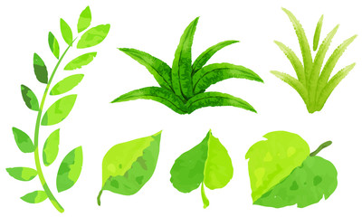 Fototapeta na wymiar Different types of green leaves in watercolor painting