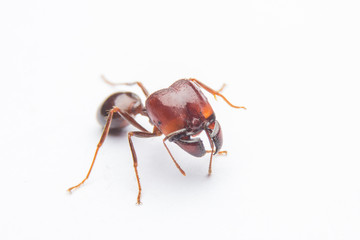 Red ant isolated on white background.