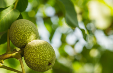 walnut tree on a branch green