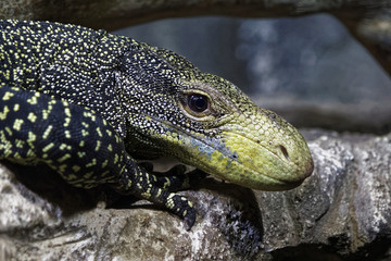Reptile