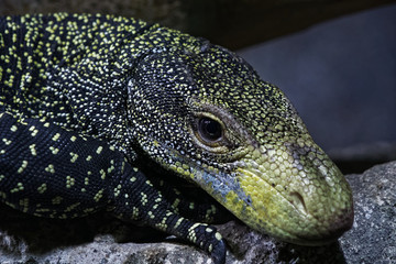 Reptile