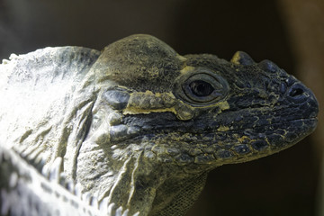 Reptile