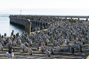 Cormorants on a pier in Oamaru, Otago, South Island, New Zealand