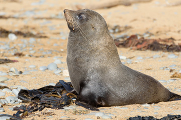 Fur seal at bushy beach near Oamaru, New Zealand