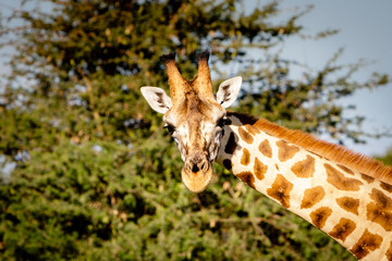 A beautiful curious Rothschild giraffe looking directly into the camera during a sunset safari in the Murchison nation park in Uganda.