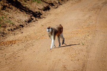 A curious patas monkey following the safari car with the hope to get some food in Murchison falls...