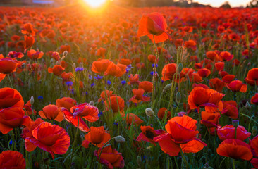 Fototapeta na wymiar red poppies in the light of the setting sun