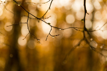 drops rain tree branch autumn winter background