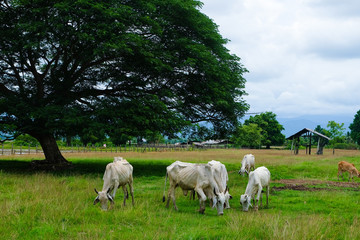 Fototapeta na wymiar Big trees and cows in the farm