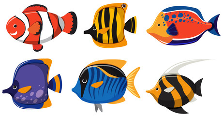 Six types of fish on white background