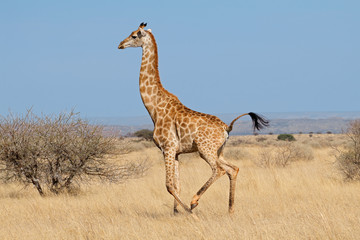 Giraffe (Giraffa camelopardalis) running on the African plains, South Africa.
