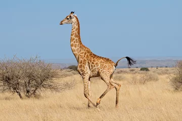 Crédence de cuisine en verre imprimé Girafe Giraffe (Giraffa camelopardalis) running on the African plains, South Africa.