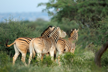 Fototapeta na wymiar Plains (Burchells) zebras (Equus burchelli) in natural habitat, South Africa.