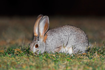 Scrub hare (Lepus saxatilis) in natural habitat, South Africa .