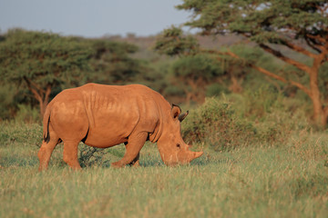 Obraz premium A white rhinoceros (Ceratotherium simum) grazing in natural habitat, South Africa.