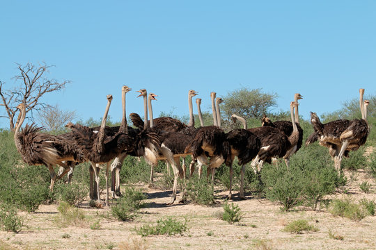 Group of ostriches (Struthio camelus) in natural habitat, Kalahari desert, South Africa.