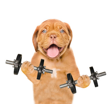 Funny Fitness Dog With Dumbbells. Isolated On White Background