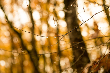 drops rain tree branch autumn winter background