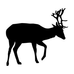 Vector silhouette of a deer with horns isolated on white background