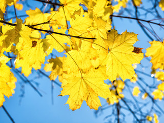 Autumn maple leaves against blue sky