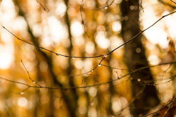 drops rain tree branch autumn winter background