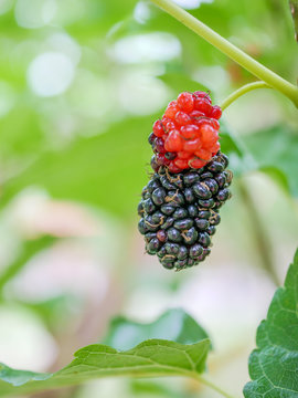 red mulberries on the branch