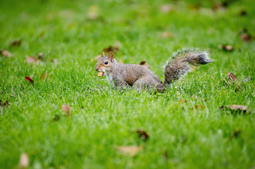 Squirrel on green grass in Greenwich park among fallen leaves with a peanut in its mouth