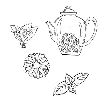 Teapot with tea and herbs sketch. Hand drawn vector illustration. Cartoon ink sketch.