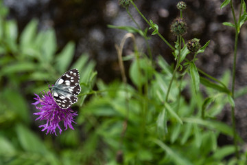Beautiful Butterfly on Violet Rhaponticum, Nature Theme