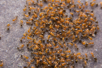 Red ants on the ground.