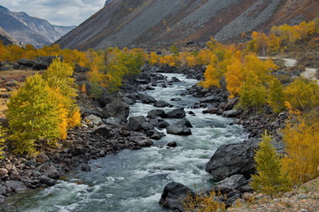 beria. Altai Mountains, Aautumn on the river Chulyshman