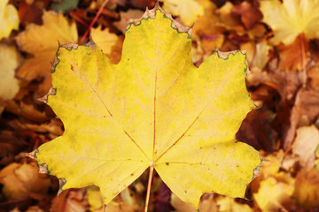 Yellow outdoor leafs in park. Colorful leaf as texture pattern background. Fall.