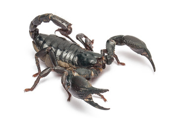 Scorpion isolated on white background.