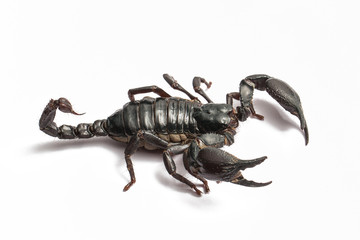 Scorpion isolated on white background.