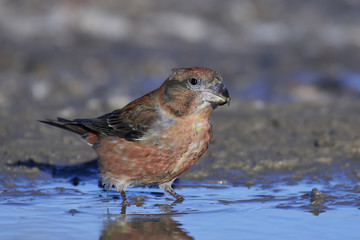 parrot crossbill (Loxia pytyopsittacus)