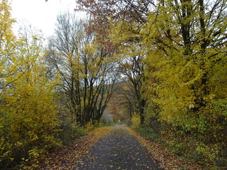 Lonely avenue in autumn in a forest in Kassel, Hessen, Germany