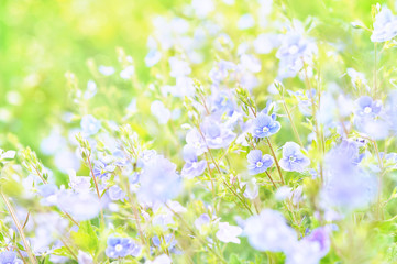 Obraz na płótnie Canvas Summer blossoming speedwells flowers in green shiny meadow background, selective focus, toned