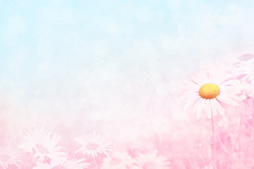 Summer blossoming daisies, chamomiles on meadow, selective focus, toned, light bokeh background, pastel and soft flower card