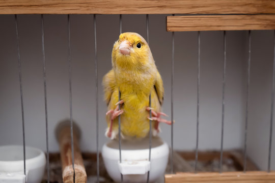 a little yellow bird in a cage, a canary