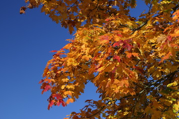 Herbstlaub