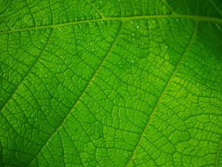 Obraz premium Macro close up fresh bright green vein structure Grandleaf Seagrape (Coccoloba pubescens) wet leaf, with wet water drop attached background