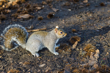 Squirrel at Greenwich Park, London, UK.
