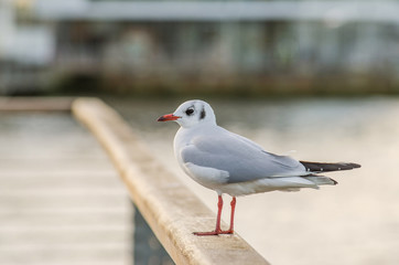 Seagull standing on a hand rail - London, England