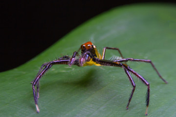 jumping spider
